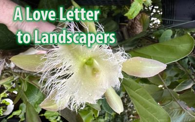 A Love Letter to Landscapers