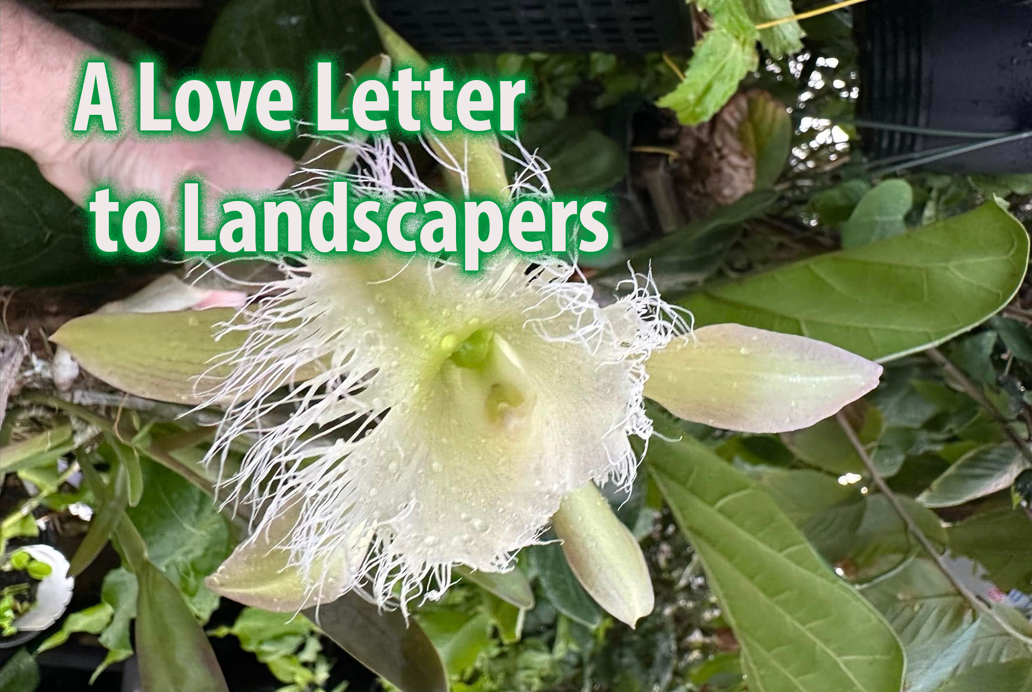 A Love Letter to Landscapers